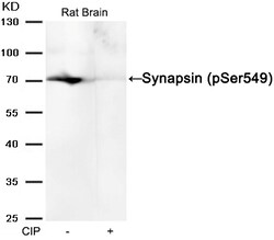 Invitrogen Phospho-Synapsin 1 (Ser549) Polyclonal Antibody 100 &mu;L | Buy Online | Invitrogen&trade; | Fisher Scientific