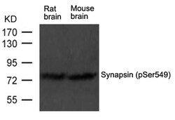 Invitrogen Phospho-Synapsin 1 (Ser549) Polyclonal Antibody 100 &mu;L | Buy Online | Invitrogen&trade; | Fisher Scientific
