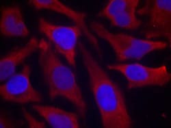 Invitrogen Phospho-Synapsin 1 (Ser9) Polyclonal Antibody 100 &mu;L; Unconjugated:Antibodies,