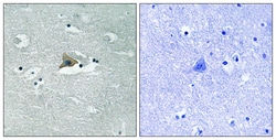 Invitrogen Phospho-Claudin 5 (Tyr217) Polyclonal Antibody 100 &mu;L; Unconjugated:Antibodies,