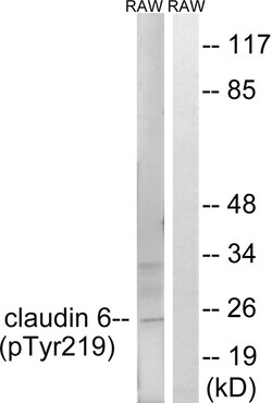 Invitrogen Phospho-Claudin 6 (Tyr219) Polyclonal Antibody 100 &mu;L | Buy Online | Invitrogen&trade; | Fisher Scientific