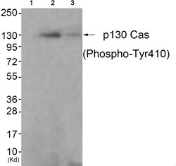 Invitrogen Phospho-p130Cas (Tyr410) Polyclonal Antibody 100 &mu;L; Unconjugated:Antibodies,