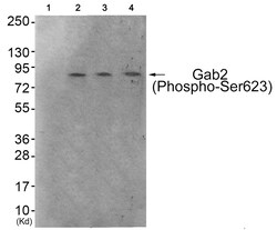 Invitrogen Phospho-GAB2 (Ser623) Polyclonal Antibody 100 &mu;L; Unconjugated:Antibodies,