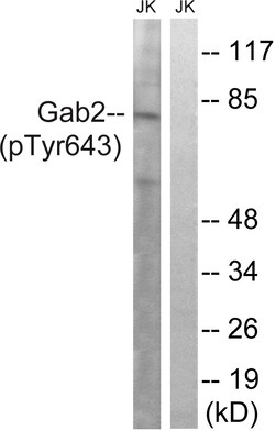 Invitrogen Phospho-GAB2 (Tyr643) Polyclonal Antibody 100 &mu;L; Unconjugated:Antibodies,