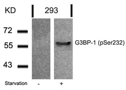 Invitrogen Phospho-G3BP1 (Ser232) Polyclonal Antibody 100 &mu;L | Buy Online | Invitrogen&trade; | Fisher Scientific