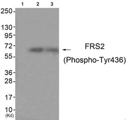 Invitrogen Phospho-FRS2 (Tyr436) Polyclonal Antibody 100 &mu;L | Buy Online | Invitrogen&trade; | Fisher Scientific