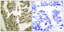 Invitrogen Phospho-GRF-1 (Tyr1105) Polyclonal Antibody 100 &mu;L; Unconjugated:Antibodies,