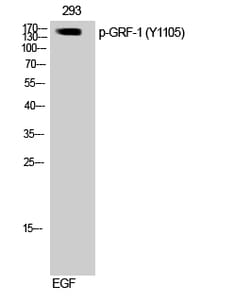 Invitrogen Phospho-GRF-1 (Tyr1105) Polyclonal Antibody 100 &mu;L; Unconjugated:Antibodies,