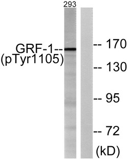 Invitrogen Phospho-GRF-1 (Tyr1105) Polyclonal Antibody 100 &mu;L; Unconjugated:Antibodies,