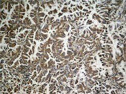 Invitrogen Phospho-EIF2S1 (Ser49) Polyclonal Antibody 100 &mu;L; Unconjugated:Antibodies,