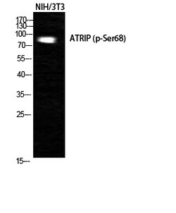 Invitrogen Phospho-ATRIP (Ser68) Polyclonal Antibody 100 &mu;L | Buy Online | Invitrogen&trade; | Fisher Scientific