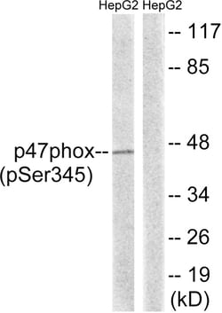Invitrogen Phospho-p47phox (Ser345) Polyclonal Antibody 100 &mu;L; Unconjugated:Antibodies,