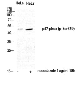 Invitrogen Phospho-p47phox (Ser359) Polyclonal Antibody 100 &mu;L | Buy Online | Invitrogen&trade; | Fisher Scientific
