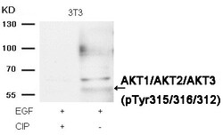 Invitrogen Phospho-AKT Pan (Tyr315, Tyr316, Tyr312) Polyclonal Antibody