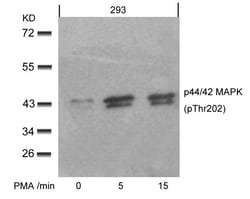 Invitrogen Phospho-ERK1/ERK2 (Thr202) Polyclonal Antibody 100 &mu;L | Buy Online | Invitrogen&trade; | Fisher Scientific
