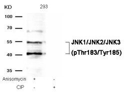 Invitrogen Phospho-JNK1/JNK2/JNK3 (Thr183, Tyr185) Polyclonal Antibody
