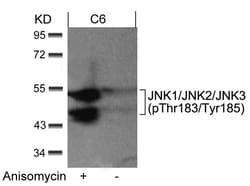 Invitrogen Phospho-JNK1/JNK2/JNK3 (Thr183, Tyr185) Polyclonal Antibody