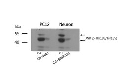 Invitrogen Phospho-JNK1/JNK2/JNK3 (Thr183, Tyr185) Polyclonal Antibody