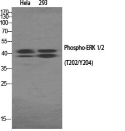 Invitrogen Phospho-ERK1/ERK2 (Thr202, Tyr204) Polyclonal Antibody 100 &mu;L | Buy Online | Invitrogen&trade; | Fisher Scientific