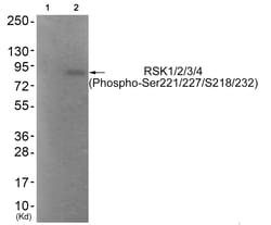 Invitrogen Phospho-RSK Pan (Ser221, Ser227, Ser218, Ser232) Polyclonal