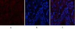 Invitrogen Phospho-CaMKII beta/gamma/delta (Thr287) Polyclonal Antibody 100 &mu;L | Buy Online | Invitrogen&trade; | Fisher Scientific