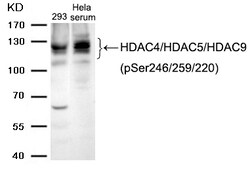 Invitrogen Phospho-HDAC4/HDAC5/HDAC9 (Ser246, Ser259, Ser220) Polyclonal