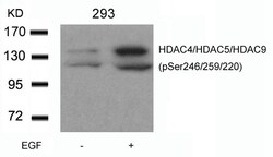 Invitrogen Phospho-HDAC4/HDAC5/HDAC9 (Ser246, Ser259, Ser220) Polyclonal