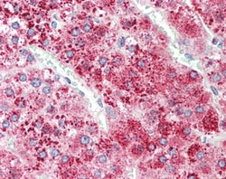 Invitrogen Apolipoprotein D Polyclonal Antibody 100 μg; Unconjugated:Antibodies,