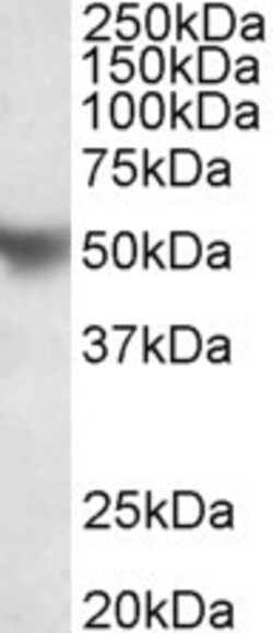 Invitrogen Apolipoprotein H Polyclonal Antibody 100 &mu;g; Unconjugated:Antibodies,