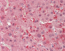 Invitrogen Flavin reductase Polyclonal Antibody 100 &mu;g; Unconjugated:Antibodies,