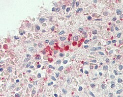 Invitrogen Flavin reductase Polyclonal Antibody 100 &mu;g; Unconjugated:Antibodies,