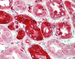 Invitrogen Cathepsin C Polyclonal Antibody 100 &mu;g; Unconjugated:Antibodies,