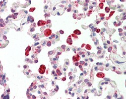 Invitrogen Cathepsin C Polyclonal Antibody 100 &mu;g; Unconjugated:Antibodies,