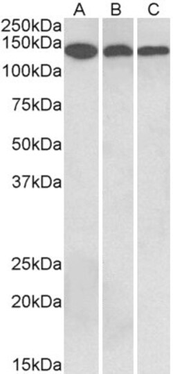 Invitrogen Contactin 1 Polyclonal Antibody 100 &mu;g | Buy Online | Invitrogen&trade; | Fisher Scientific