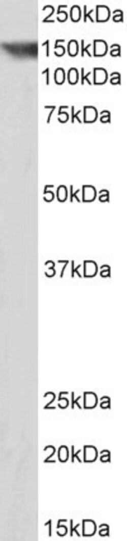 Invitrogen Contactin 1 Polyclonal Antibody 100 &mu;g | Buy Online | Invitrogen&trade; | Fisher Scientific