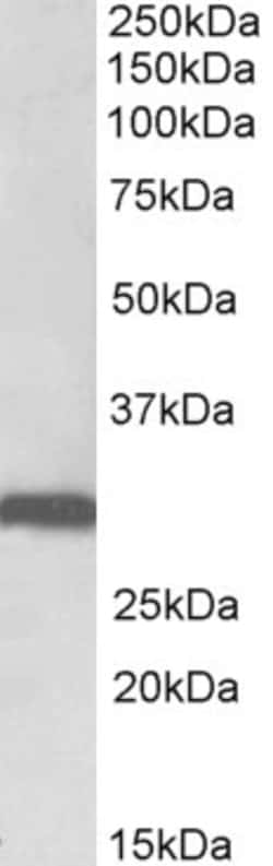Invitrogen Stomatin Polyclonal Antibody 100 &mu;g; Unconjugated:Antibodies,