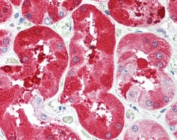 Invitrogen FGF5 Polyclonal Antibody 100 &mu;g; Unconjugated:Antibodies,