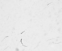 Invitrogen FGF14 Polyclonal Antibody 100 μg; Unconjugated:Antibodies,
