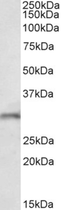 Invitrogen FGF14 Polyclonal Antibody 100 μg; Unconjugated:Antibodies,