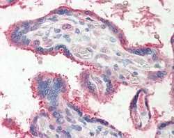 Invitrogen FUT2 Polyclonal Antibody 100 &mu;g; Unconjugated:Antibodies,