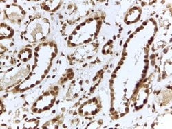 Invitrogen ILF3 Polyclonal Antibody 100 &mu;g; Unconjugated:Antibodies,