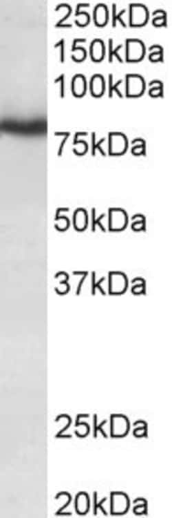 Invitrogen KV3.3 (KCNC3) Polyclonal Antibody 100 &mu;g; Unconjugated:Antibodies,