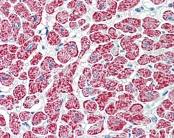 Invitrogen NDUFA7 Polyclonal Antibody 100 &mu;g; Unconjugated:Antibodies,