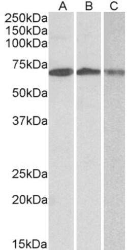 Invitrogen OAS2 Polyclonal Antibody 100 μg; Unconjugated:Antibodies,