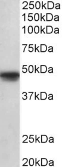 Invitrogen OCT6 Polyclonal Antibody 100 &mu;g; Unconjugated:Antibodies,