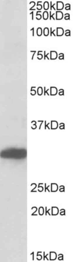 Invitrogen POU6F1 Polyclonal Antibody 100 &mu;g; Unconjugated:Antibodies,