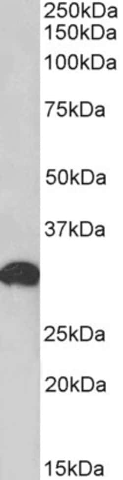 Invitrogen POU6F1 Polyclonal Antibody 100 &mu;g; Unconjugated:Antibodies,