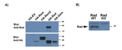 Invitrogen RRAD Polyclonal Antibody 100 &mu;g; Unconjugated:Antibodies,