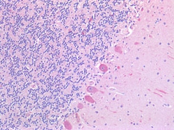 Invitrogen SLC6A8 Polyclonal Antibody 100 &mu;g; Unconjugated:Antibodies,