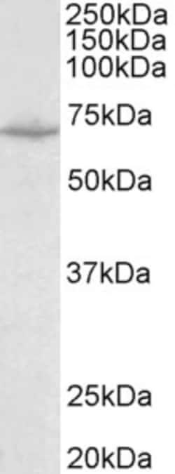 Invitrogen SLC6A8 Polyclonal Antibody 100 &mu;g; Unconjugated:Antibodies,